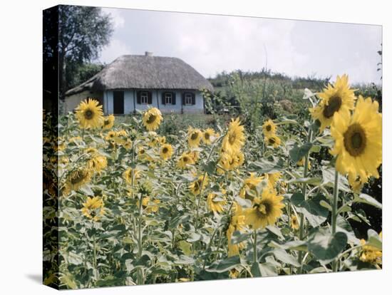 Russian Look of the Land Essay: Field of Blooming Sunflowers on Farm-Howard Sochurek-Premier Image Canvas