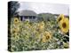Russian Look of the Land Essay: Field of Blooming Sunflowers on Farm-Howard Sochurek-Premier Image Canvas