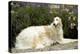 Russian Wolfhound-null-Premier Image Canvas