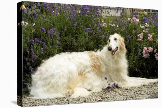 Russian Wolfhound-null-Premier Image Canvas