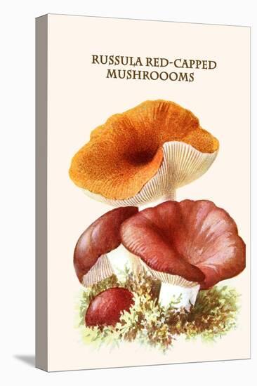Russula Red-Capped Mushroooms-Edmund Michael-Stretched Canvas