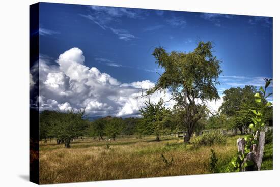 Rustic Afternoon Field-Nish Nalbandian-Stretched Canvas