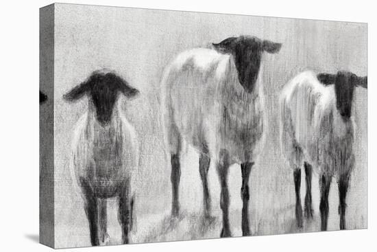 Rustic Sheep II-Ethan Harper-Stretched Canvas