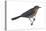 Rusty Blackbird (Euphagus Carolinus), Birds-Encyclopaedia Britannica-Stretched Canvas