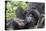 Rwanda, Volcanoes National Park, Ruhengeri, Kinigi. Mountain gorilla. Baby and mother.-Emily Wilson-Premier Image Canvas