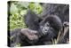 Rwanda, Volcanoes National Park, Ruhengeri, Kinigi. Mountain gorilla. Baby and mother.-Emily Wilson-Premier Image Canvas