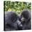 Rwanda, Volcanoes National Park, Ruhengeri, Kinigi. Mountain gorilla. Baby and mother.-Emily Wilson-Premier Image Canvas