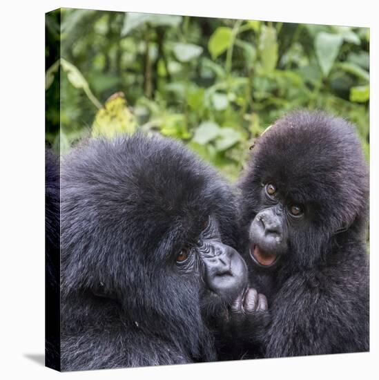 Rwanda, Volcanoes National Park, Ruhengeri, Kinigi. Mountain gorilla. Baby and mother.-Emily Wilson-Premier Image Canvas