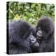 Rwanda, Volcanoes National Park, Ruhengeri, Kinigi. Mountain gorilla. Baby and mother.-Emily Wilson-Premier Image Canvas