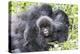 Rwanda, Volcanoes National Park, Ruhengeri, Kinigi. Mountain gorilla. Baby and mother.-Emily Wilson-Premier Image Canvas