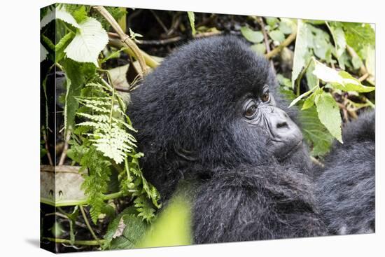 Rwanda, Volcanoes National Park, Ruhengeri, Kinigi. Mountain gorilla.-Emily Wilson-Premier Image Canvas