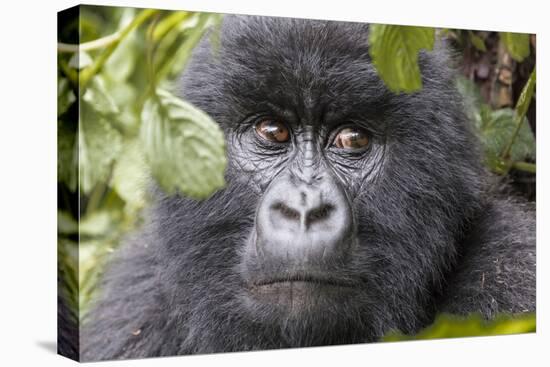 Rwanda, Volcanoes National Park, Ruhengeri, Kinigi. Mountain gorilla.-Emily Wilson-Premier Image Canvas