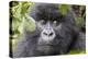 Rwanda, Volcanoes National Park, Ruhengeri, Kinigi. Mountain gorilla.-Emily Wilson-Premier Image Canvas