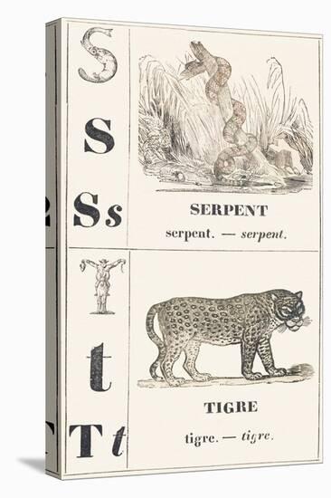 S T: Snake — Tiger, 1850 (Engraving)-Louis Simon (1810-1870) Lassalle-Premier Image Canvas