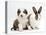 Sable-And-White Border Collie Pup with Fawn Dutch Rabbit-Jane Burton-Premier Image Canvas
