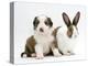 Sable-And-White Border Collie Pup with Fawn Dutch Rabbit-Jane Burton-Premier Image Canvas