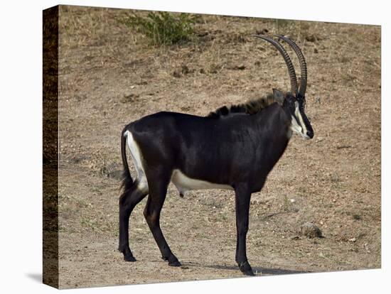 Sable Antelope (Hippotragus Niger), Male, Kruger National Park, South Africa, Africa-James Hager-Premier Image Canvas