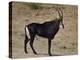 Sable Antelope (Hippotragus Niger), Male, Kruger National Park, South Africa, Africa-James Hager-Premier Image Canvas