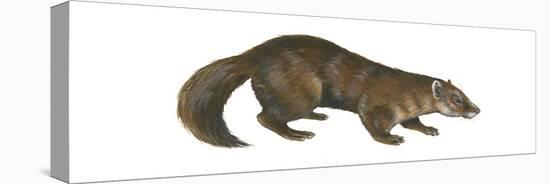 Sable (Martes Zibellina), Weasel, Mammals-Encyclopaedia Britannica-Stretched Canvas