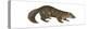 Sable (Martes Zibellina), Weasel, Mammals-Encyclopaedia Britannica-Stretched Canvas