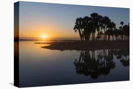 Sable palms on the Econlockhatchee River, a blackwater tributary of the St. Johns River, Florida-Adam Jones-Premier Image Canvas