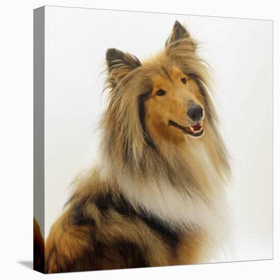 Sable Rough Collie, 2 Years Old, Portrait-Jane Burton-Premier Image Canvas