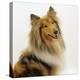 Sable Rough Collie, 2 Years Old, Portrait-Jane Burton-Premier Image Canvas