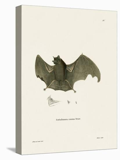 Sac-Winged Bat-null-Premier Image Canvas