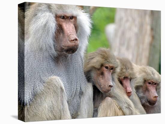Sacred Baboon Male with His Harem-null-Premier Image Canvas