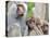 Sacred Baboon Male with His Harem-null-Premier Image Canvas