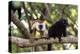 Sacred Baobab tree, male and female black lemur (Eulemur macaco), Nosy Be Island, northern area, Ma-Christian Kober-Premier Image Canvas