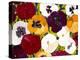 Sacred Pansies-Mary Russel-Premier Image Canvas