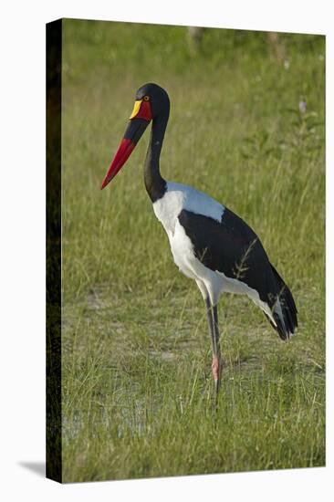 Saddle-billed Stork (Ephippiorhynchus senegalensis), Moremi Game Reserve, Botswana, Africa-David Wall-Premier Image Canvas