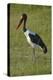 Saddle-billed Stork (Ephippiorhynchus senegalensis), Moremi Game Reserve, Botswana, Africa-David Wall-Premier Image Canvas