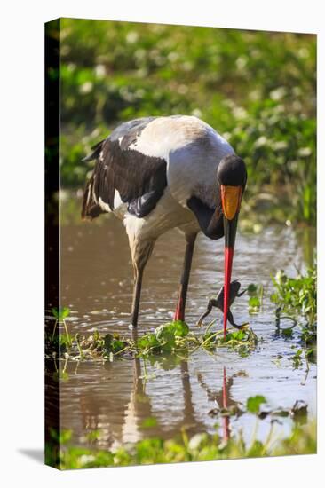 Saddle-billed stork (Ephippiorhynchus senegalensis), Ngorongoro Crater, Tanzania, East Africa, Afri-Ashley Morgan-Premier Image Canvas