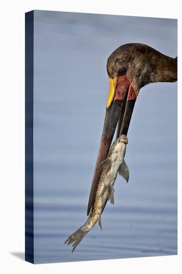 Saddle-Billed Stork (Ephippiorhynchus Senegalensis) with a Fish-James Hager-Premier Image Canvas