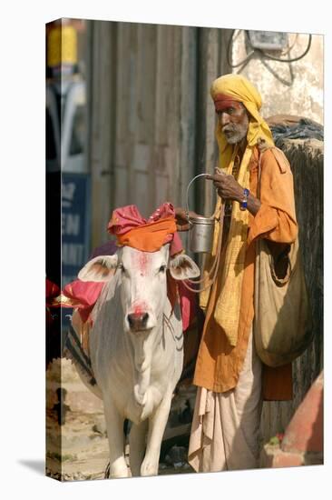 Sadhu, Holy Man, with Cow During Pushkar Camel Festival, Rajasthan, Pushkar, India-David Noyes-Premier Image Canvas