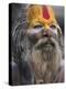 Sadhu, Shivaratri Festival, Pashupatinath Temple, Kathmandu, Nepal-Jane Sweeney-Premier Image Canvas