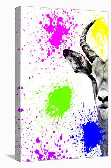 Safari Colors Pop Collection - Antelope Impala Portrait II-Philippe Hugonnard-Premier Image Canvas