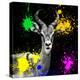 Safari Colors Pop Collection - Antelope Reedbuck IV-Philippe Hugonnard-Premier Image Canvas