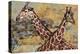 Safari Giraffes-Madelaine Morris-Stretched Canvas