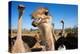 Safari Ostrich Show Farm Oudtshoorn, Little Karoo, South Africa, Africa, 2018 (Photo)-null-Premier Image Canvas