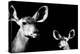 Safari Profile Collection - Antelope and Baby Black Edition II-Philippe Hugonnard-Premier Image Canvas