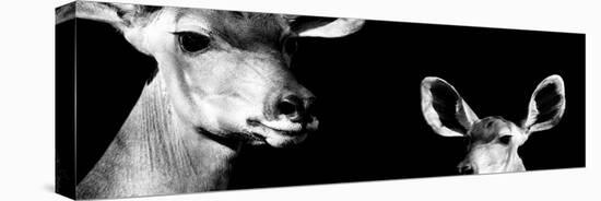 Safari Profile Collection - Antelope and Baby Black Edition IV-Philippe Hugonnard-Premier Image Canvas