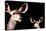 Safari Profile Collection - Antelope and Baby Black Edition-Philippe Hugonnard-Premier Image Canvas