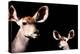 Safari Profile Collection - Antelope and Baby Black Edition-Philippe Hugonnard-Premier Image Canvas
