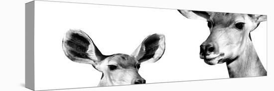 Safari Profile Collection - Antelope and Baby White Edition IV-Philippe Hugonnard-Premier Image Canvas