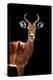 Safari Profile Collection - Antelope Black Edition II-Philippe Hugonnard-Premier Image Canvas