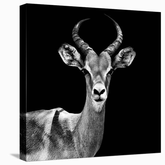 Safari Profile Collection - Antelope Black Edition V-Philippe Hugonnard-Premier Image Canvas