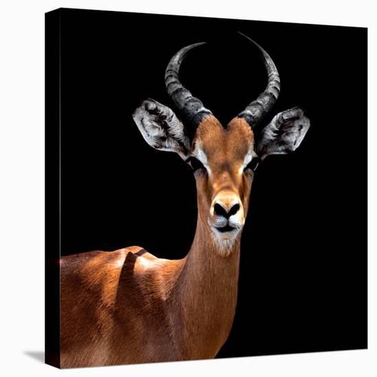 Safari Profile Collection - Antelope Black Edition VI-Philippe Hugonnard-Premier Image Canvas